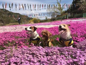 ウメ家とマッシュ家と合流