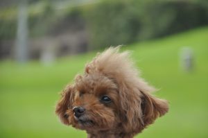 次にウメが来ました