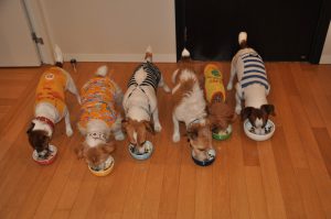 ワンコ達の夕食、「完食！」