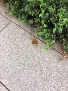 これは、だめでしょう