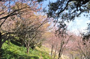 ここでも河津桜が咲いています。