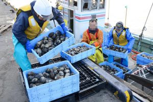 ホッキ貝水揚げ17年連続日本一の苫小牧。北海道ニュースリンクより飲用。