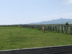 途中、道路横に牧場がありました。